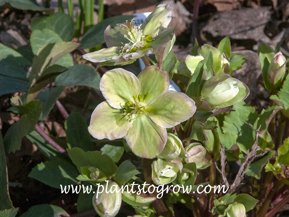 Helleborus Ivory Prince
(March 24)